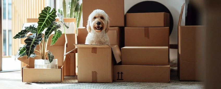 48% Considering Moving in 2025 Cite Political Climate